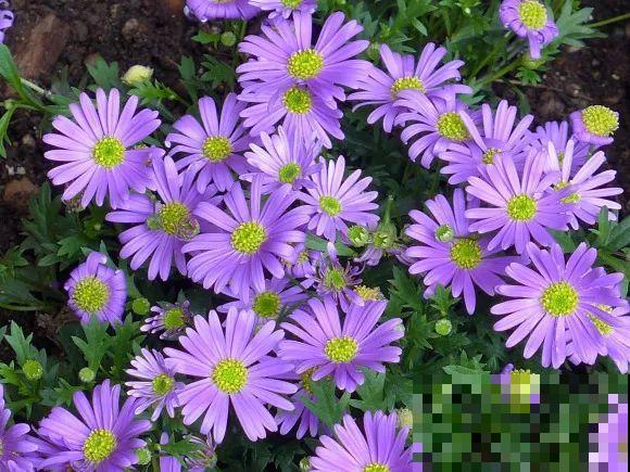 秋天的院子,养点喜欢的花,乐得自在 秋天的院子,养点喜欢的花,乐得自在