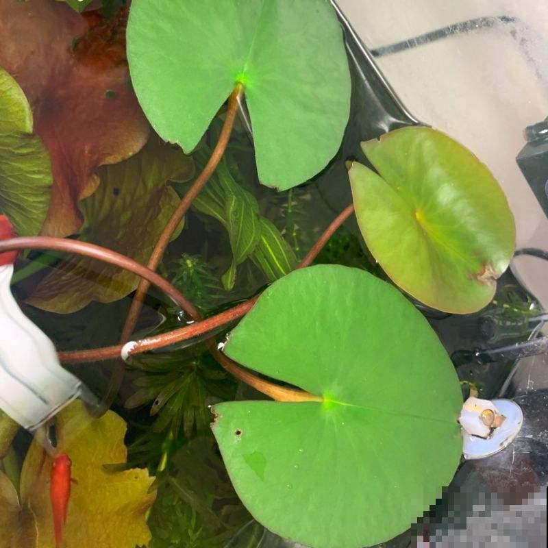 养碗莲的5个要点，简单好学，花朵一开就是满碗！