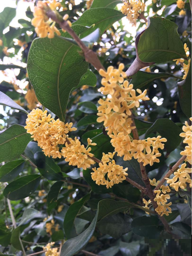 秋天桂花飘香,及时换盆,才能开花爆盆 秋天桂花飘香,及时换盆,才能开花爆盆