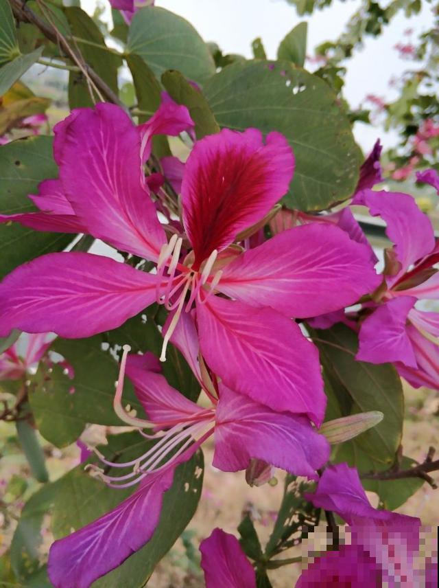 家里有老人,7种花别养在家,对身体不好 家里有老人,7种花别养在家,对身体不好