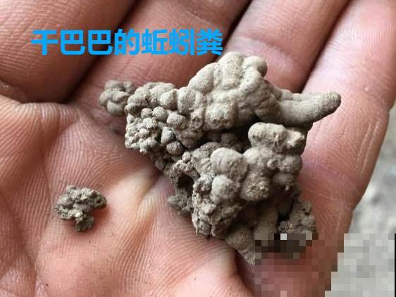 路边不起眼的是宝贝,捡到养花就是宝,养花多年不换盆! 路边不起眼的是宝贝,捡到养花就是宝,养花多年不换盆!