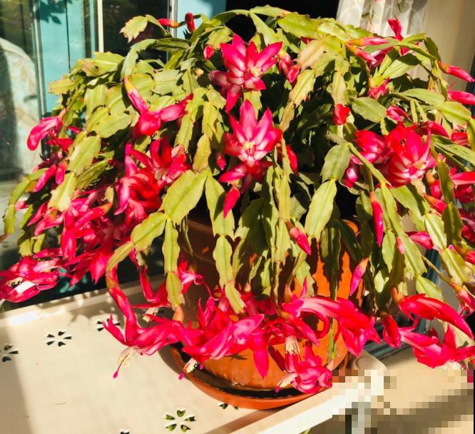 蟹爪兰就得现在嫁接,高温高湿,三两天就活了! 蟹爪兰就得现在嫁接,高温高湿,三两天就活了!