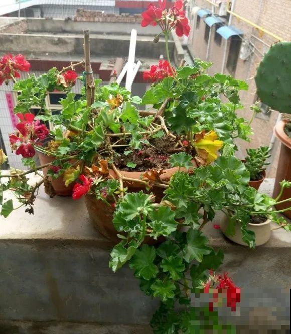 公认难养的花,养一盆死一盆,从来没有养活过! 公认难养的花,养一盆死一盆,从来没有养活过!