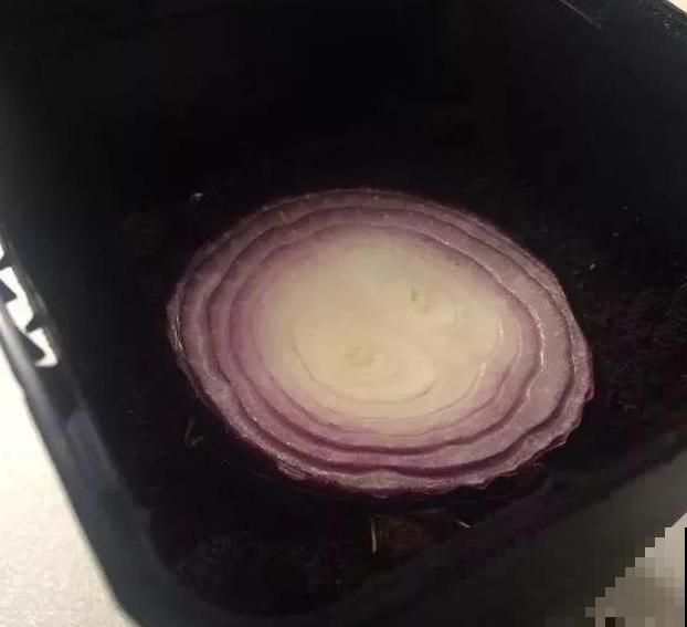 洋葱屁股不要扔，埋在土里浇点水，长成新洋葱！