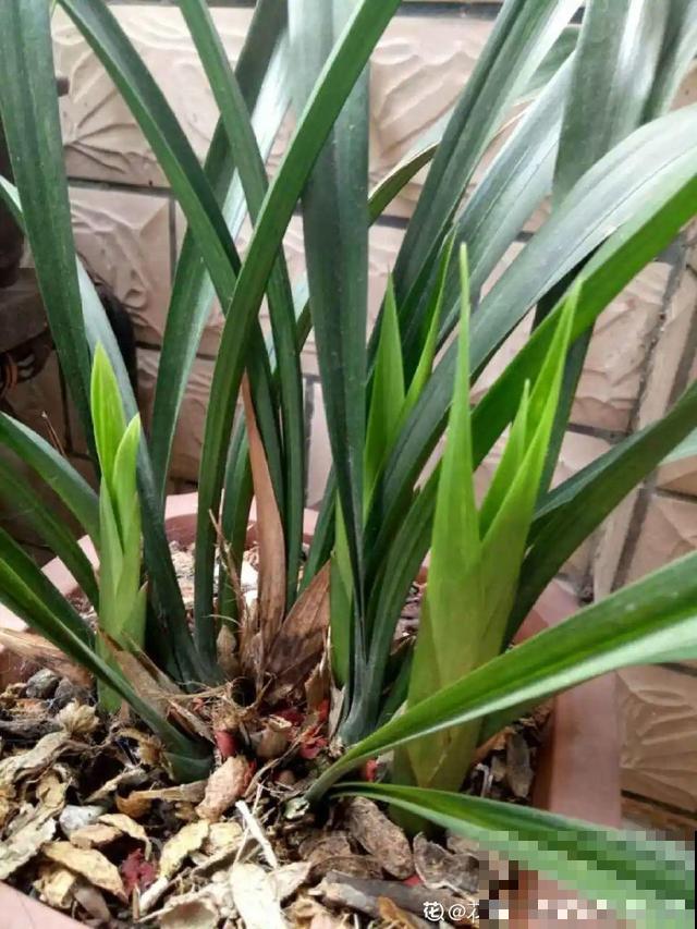 养根的3个小方法,照着一步步做,根能撑爆盆! 养根的3个小方法,照着一步步做,根能撑爆盆!