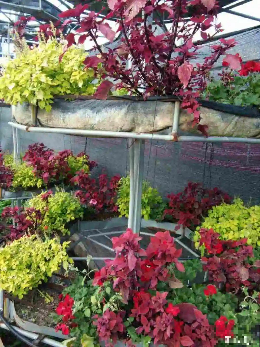 新买一盆花,叶子五颜六色,真怀疑它是不是喷药了? 新买一盆花,叶子五颜六色,真怀疑它是不是喷药了?