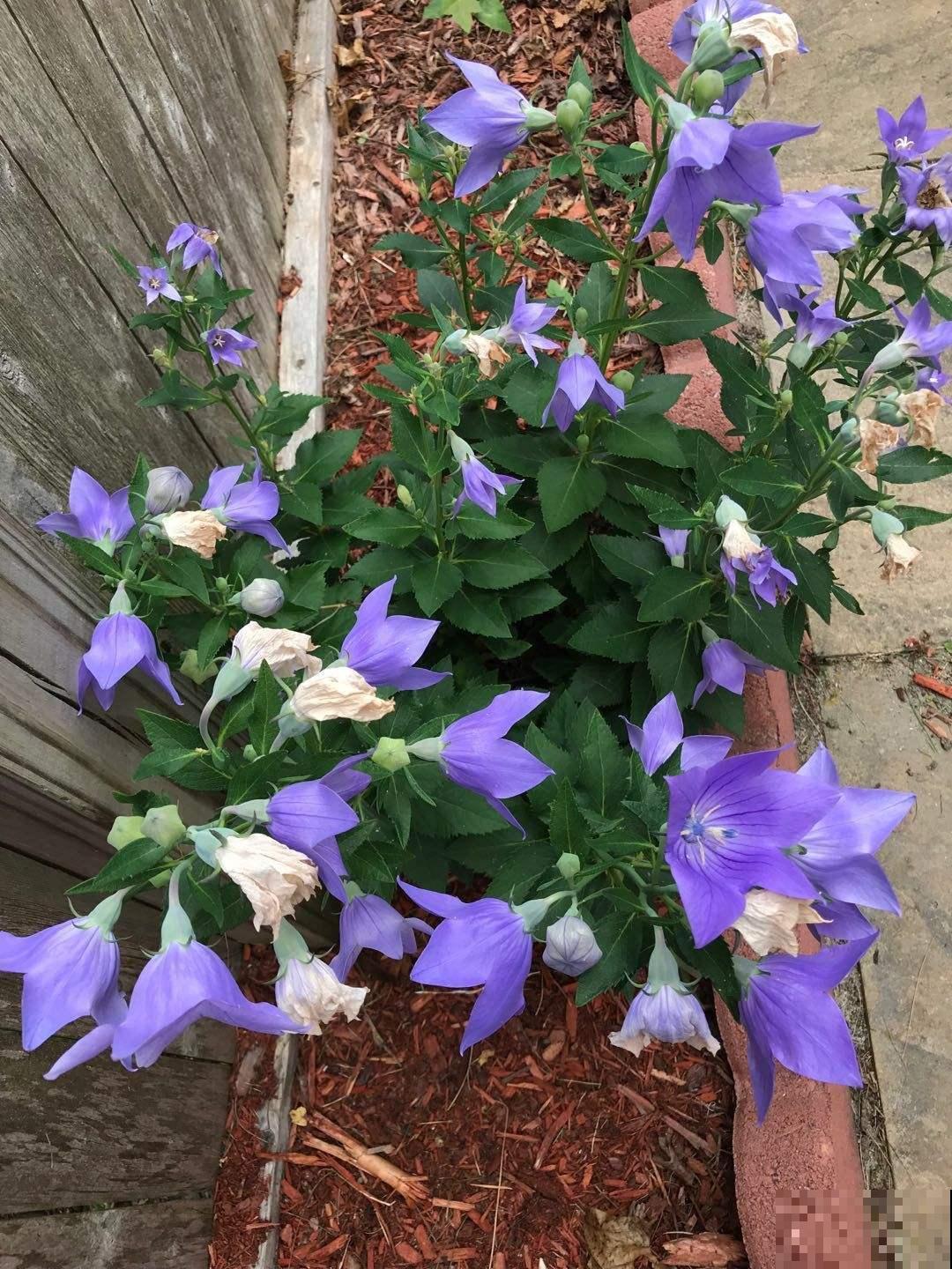 还在买洋桔梗?种桔梗吧,种子一撒,满盆全是小星星! 还在买洋桔梗?种桔梗吧,种子一撒,满盆全是小星星!