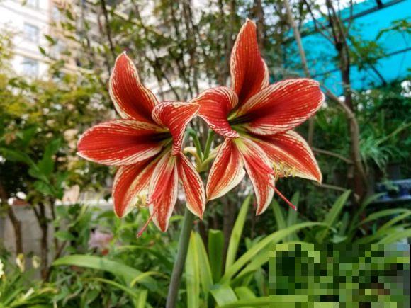 为什么朱顶红要休眠?因为不休眠,很可能不开花! 为什么朱顶红要休眠?因为不休眠,很可能不开花!