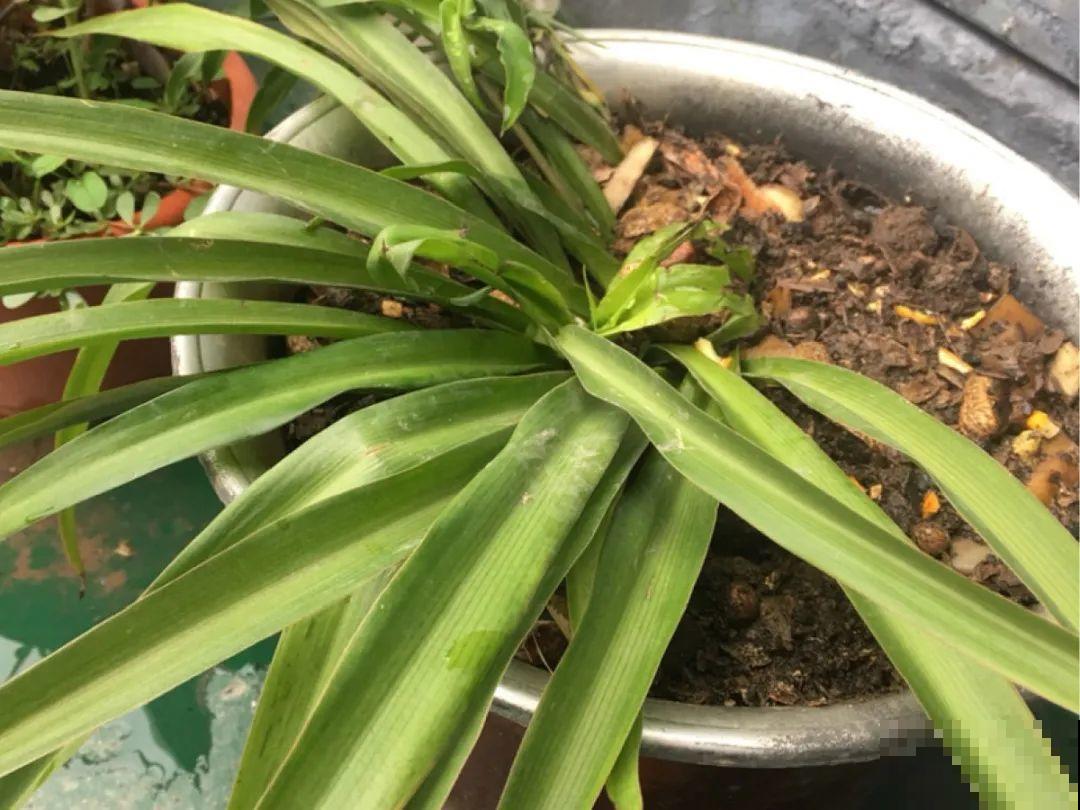 土里埋点“小料”，今年不用换盆，照样开花爆盆！