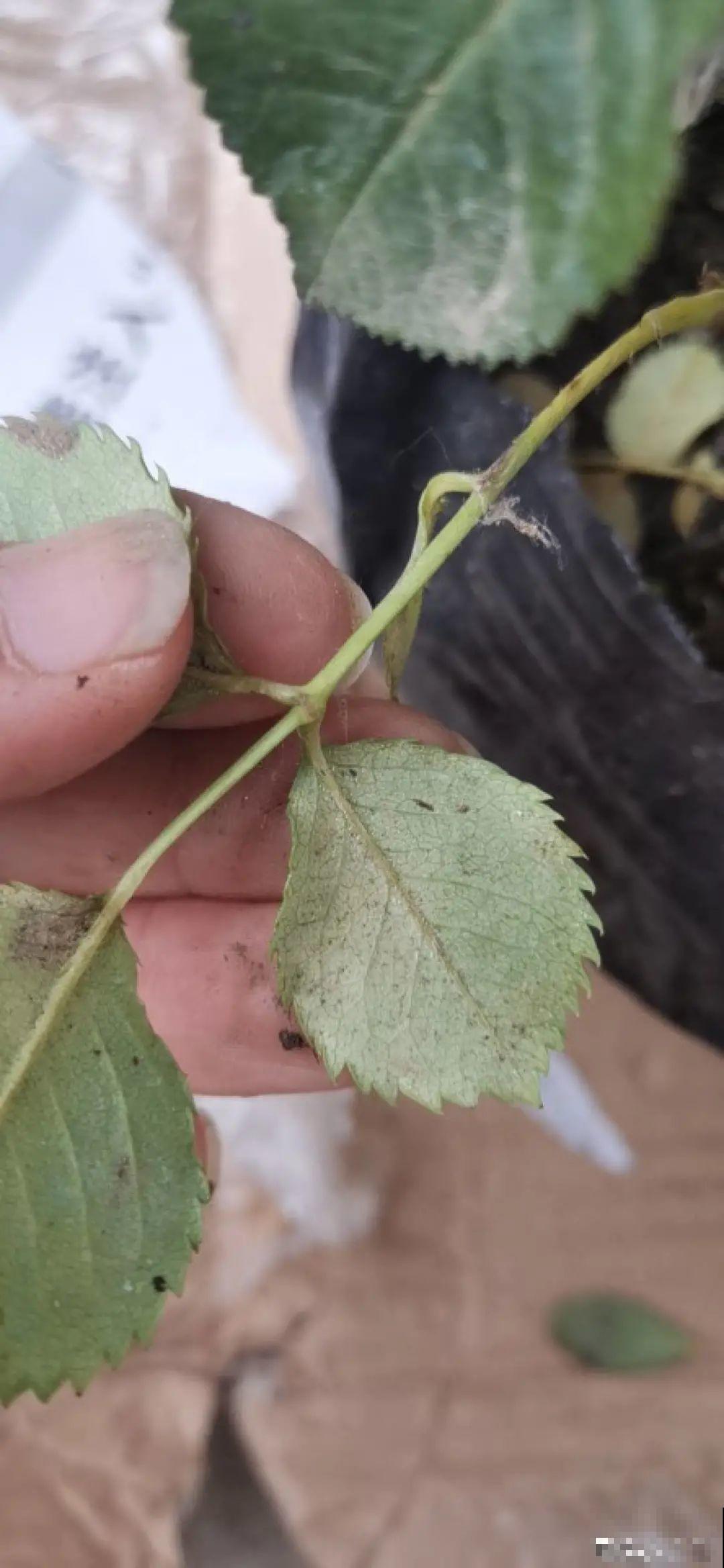 大家都爱养的花，其实只能秋天种，错过季节养不活！