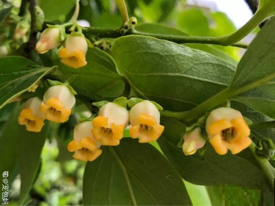 院子里种棵守家果树,镇宅风水好,旺人旺家 院子里种棵守家果树,镇宅风水好,旺人旺家