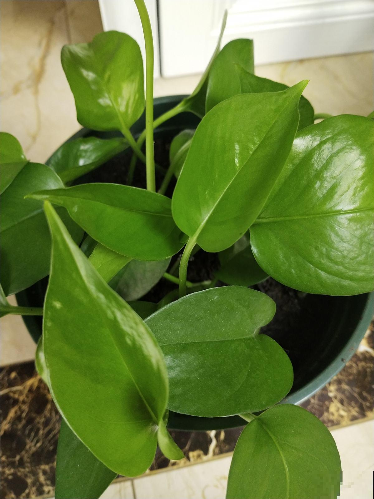 8种花,吊起来养,小阳台也能养成花园 8种花,吊起来养,小阳台也能养成花园