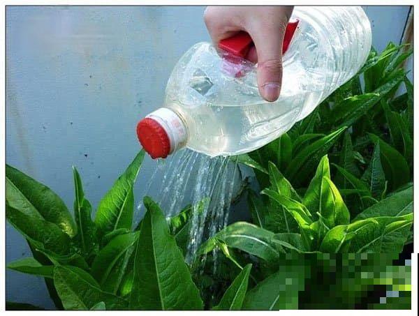 旧筷子、老干妈瓶，都是养花宝贝，做盆浇水都能用！