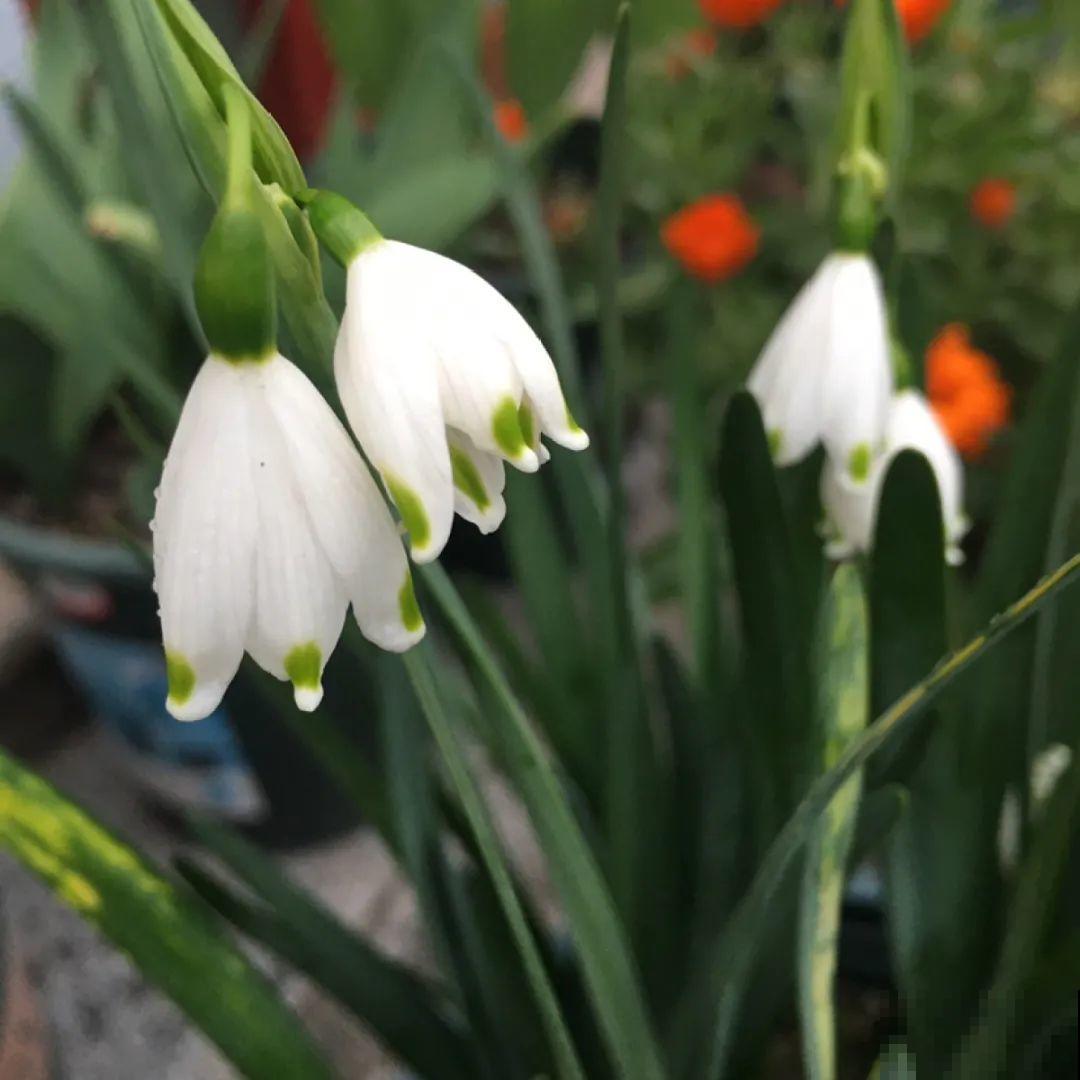 看图猜花名，100道题，测你的养花天分！