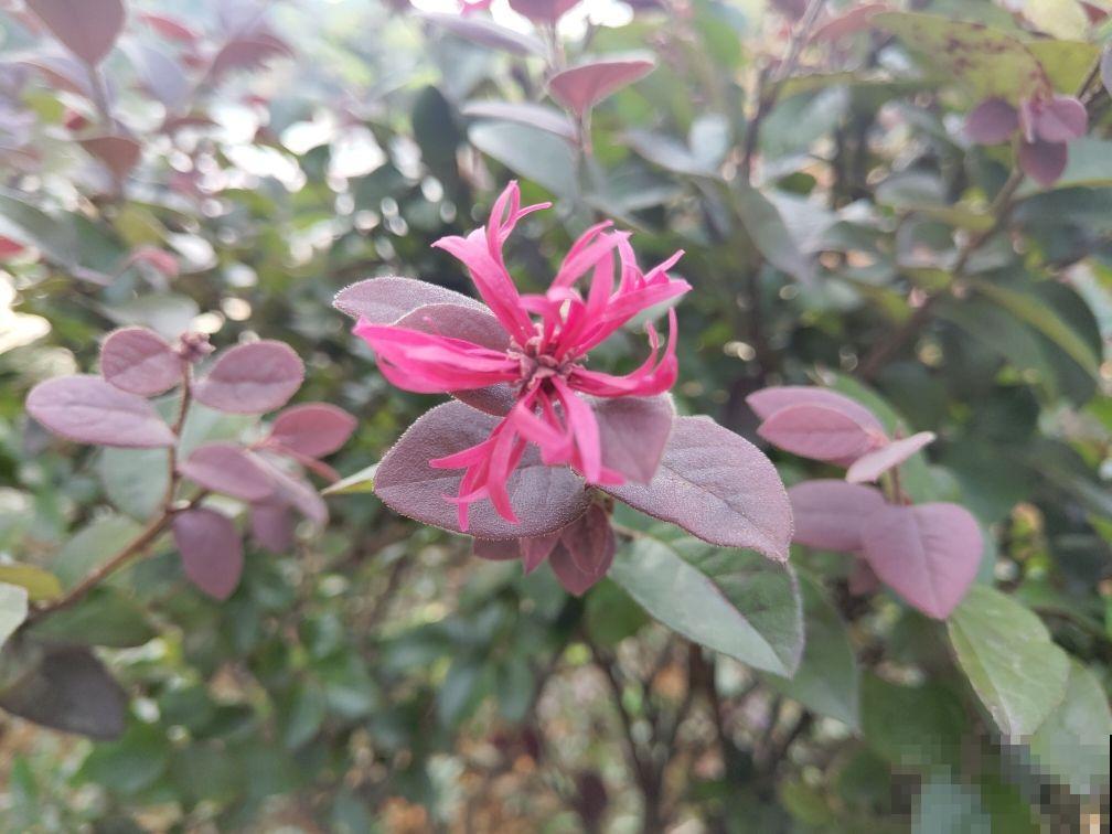 开花超好看的红檵木,开花红得发紫,像锦带一样美 开花超好看的红檵木,开花红得发紫,像锦带一样美