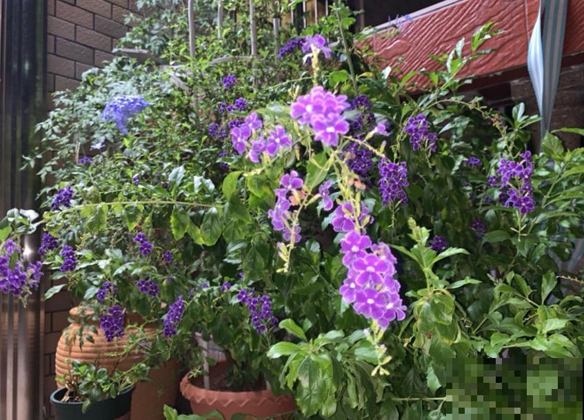 “紫美人”蕾丝金露花,紫得发亮,养成花帘美爆了! “紫美人”蕾丝金露花,紫得发亮,养成花帘美爆了!