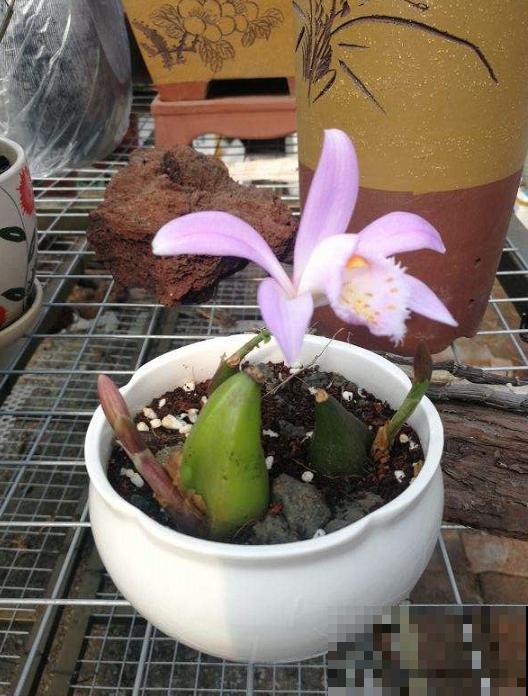 5种罕见植物，只长一片叶子一根茎，价值却很珍贵！