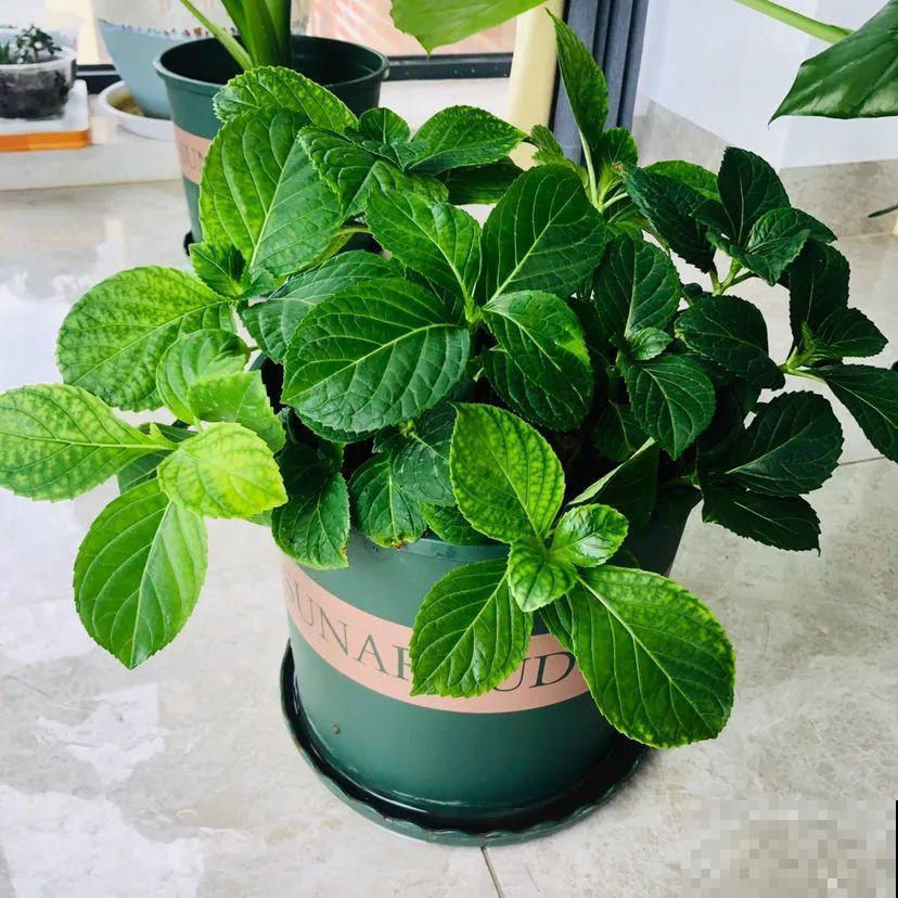 下个月开始，这10种花不能剪，剪了没花看，白养大半年！