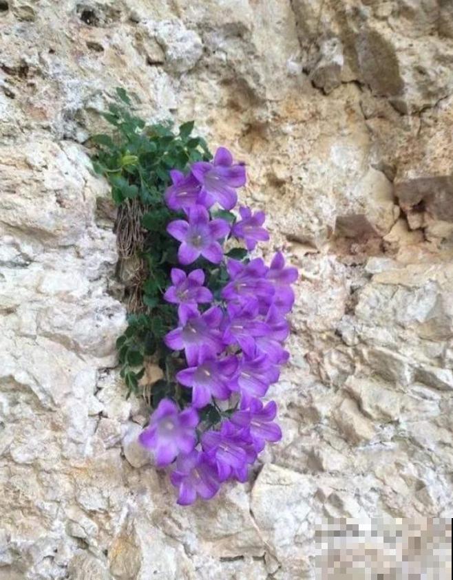 石缝间开出来的花,一点土都没有,生命力太强悍! 石缝间开出来的花,一点土都没有,生命力太强悍!
