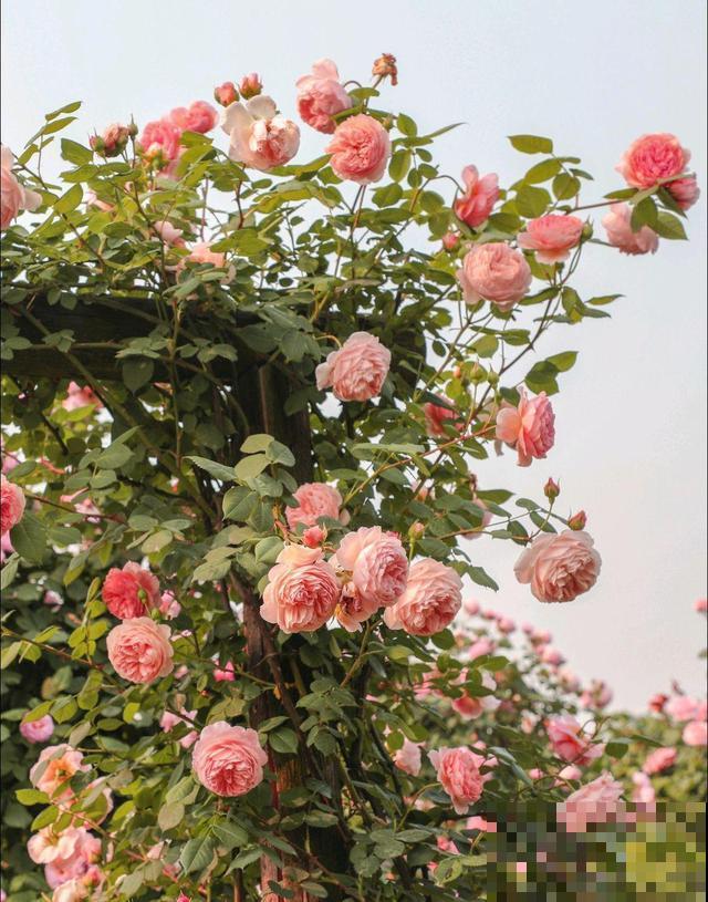 10种月季枝条太软，大家都说垂头，结果吊起来养超惊艳！
