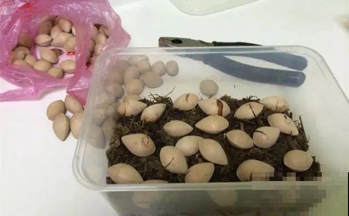 西红柿、玉米……埋土里，7天长成小森林，结出果子一大筐！