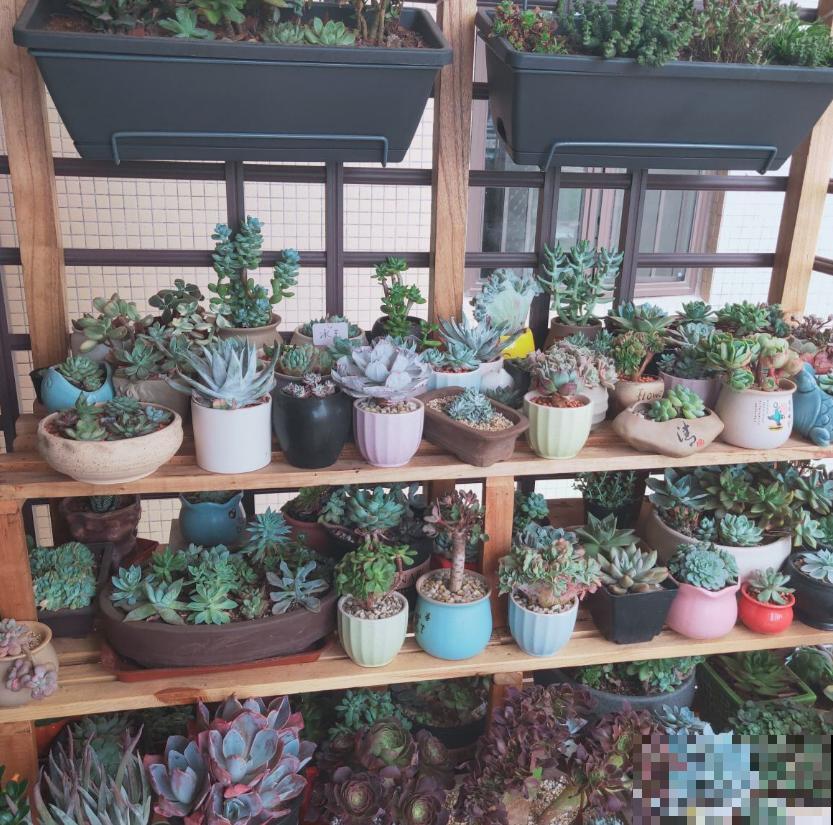 同样多肉淋雨，为啥别人家的越长越壮，你的直接拜拜？