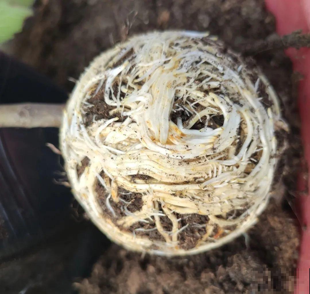 枝条不用扦插也能繁殖，环割一圈裹上土，塑料袋一包就能长根