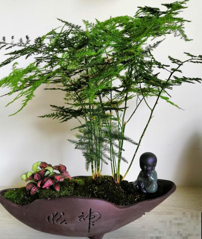 真相:花总烂根的罪魁祸首,就是这玩意! 真相:花总烂根的罪魁祸首,就是这玩意!