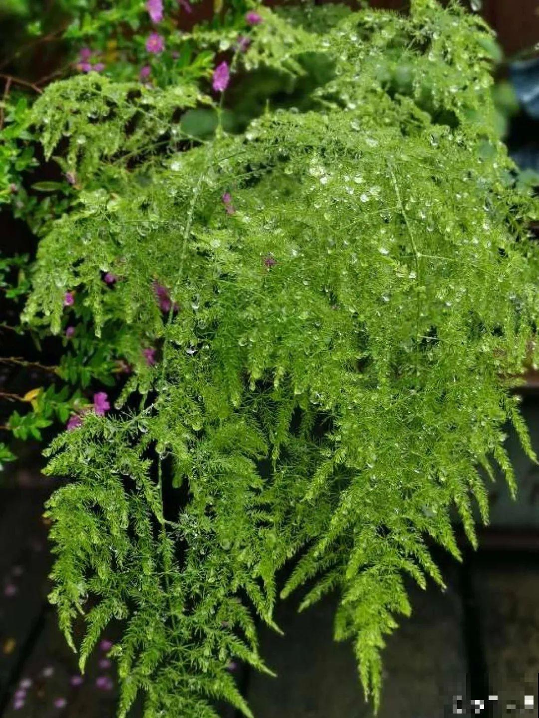 24种植物“净化器”,每个房间养一盆,太值了! 24种植物“净化器”,每个房间养一盆,太值了!