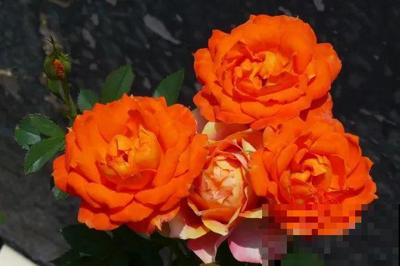 秋天的院子,养点喜欢的花,乐得自在 秋天的院子,养点喜欢的花,乐得自在