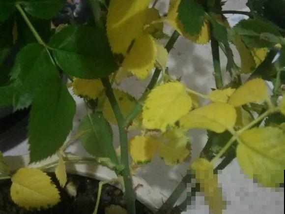 缺肥的7大表现，看清楚，再对症施肥！