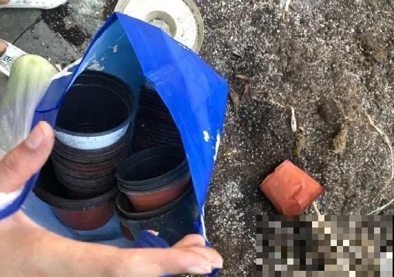 路边也能捡到“宝”,回家养一养,开成宝贝花! 路边也能捡到“宝”,回家养一养,开成宝贝花!