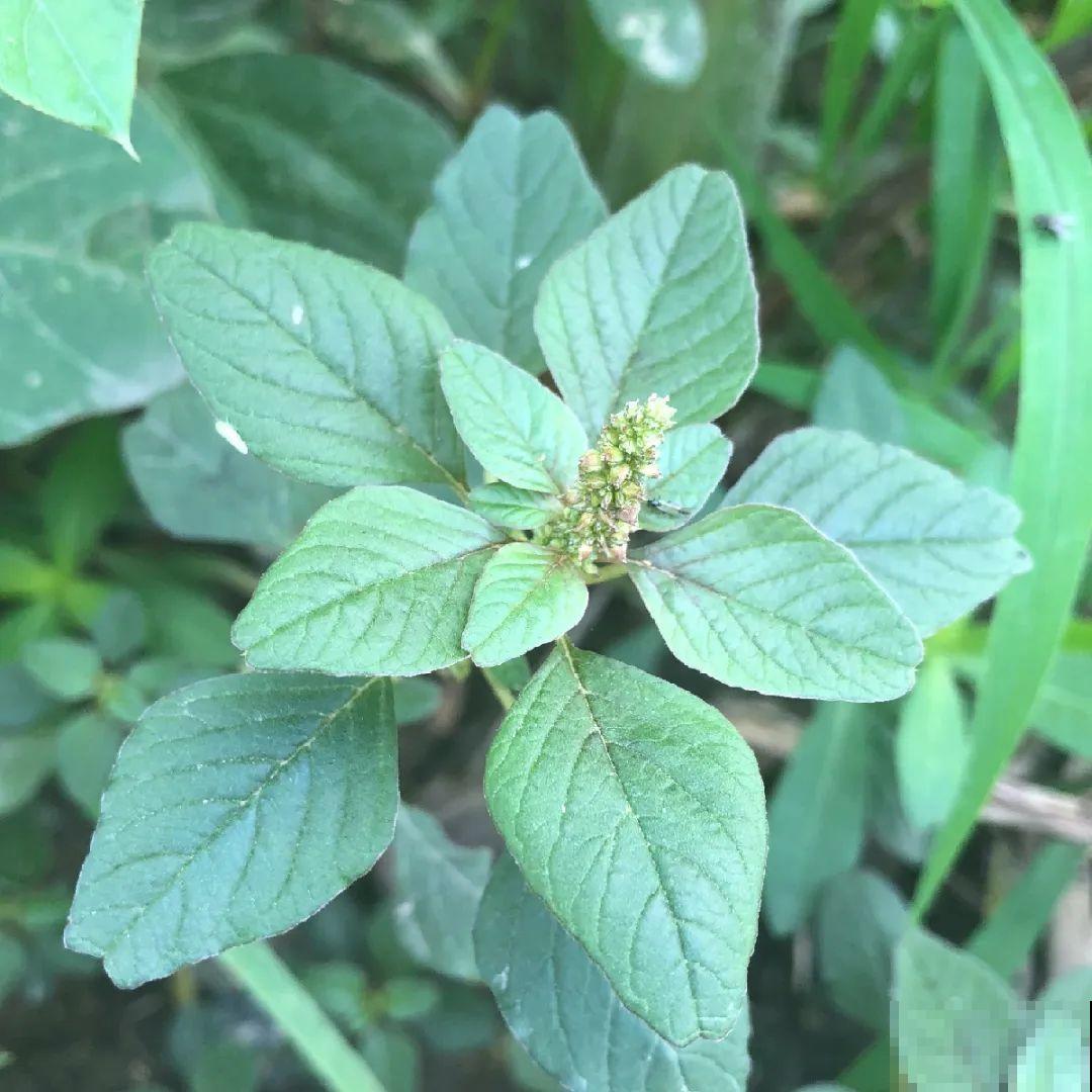 38种入侵植物,全村出来挖,挖完又长一大片 38种入侵植物,全村出来挖,挖完又长一大片