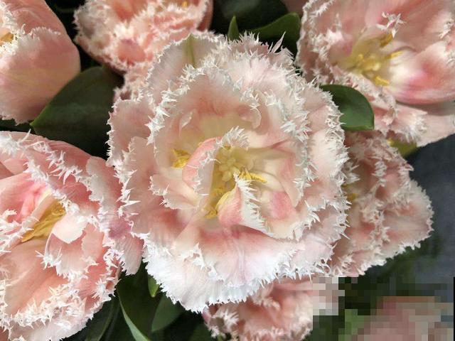 石竹好看还好养,连续开花5个月,秋天错过太可惜 石竹好看还好养,连续开花5个月,秋天错过太可惜