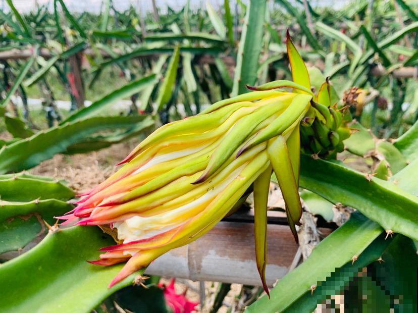 火龙果挖一勺籽，撒土里浇透水，长出毛绒绒小森林