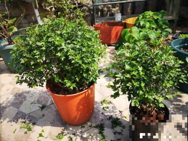 20种花,天凉了赶紧剪,来年开花有多又艳! 20种花,天凉了赶紧剪,来年开花有多又艳!