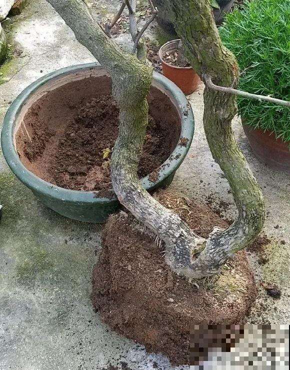 养花不一定要用大花盆，8种花要换小盆，挤着养才能长好