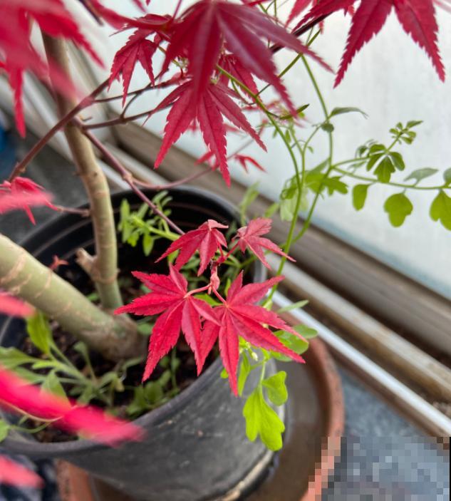 秋天就适合种草,叶子五彩斑斓,比月季三角梅都好看! 秋天就适合种草,叶子五彩斑斓,比月季三角梅都好看!