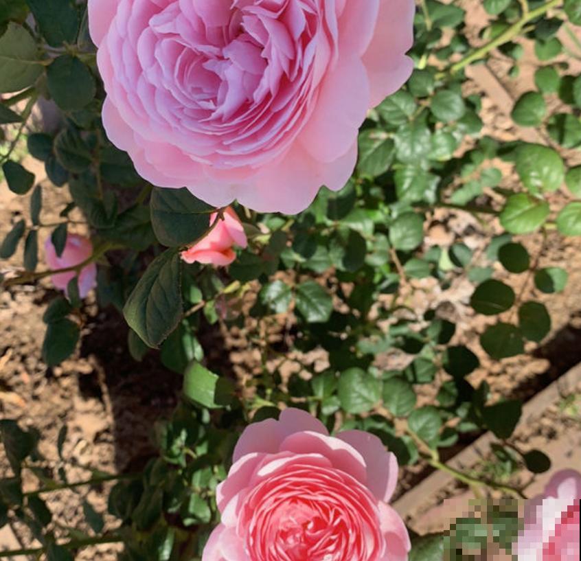 养瑞典女王要淡定,剪上几刀,花朵蹭蹭开! 养瑞典女王要淡定,剪上几刀,花朵蹭蹭开!