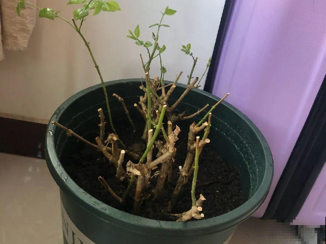 8种花,养小不养老,越老开花越少! 8种花,养小不养老,越老开花越少!