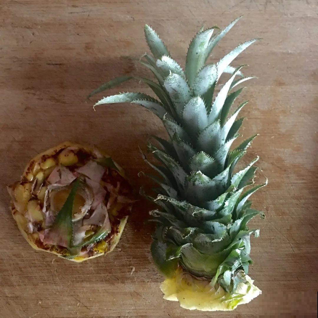 西红柿、玉米……埋土里，7天长成小森林，结出果子一大筐！