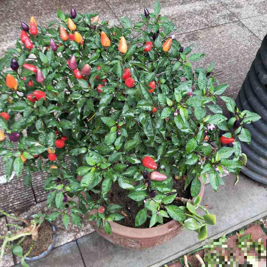 家里养盆果子树,结满“小灯笼”,好吃还养生 家里养盆果子树,结满“小灯笼”,好吃还养生