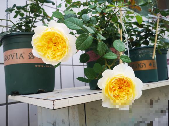 10种月季枝条太软，大家都说垂头，结果吊起来养超惊艳！