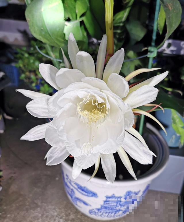 昙花也能白天开？关小黑屋就行，特别简单！