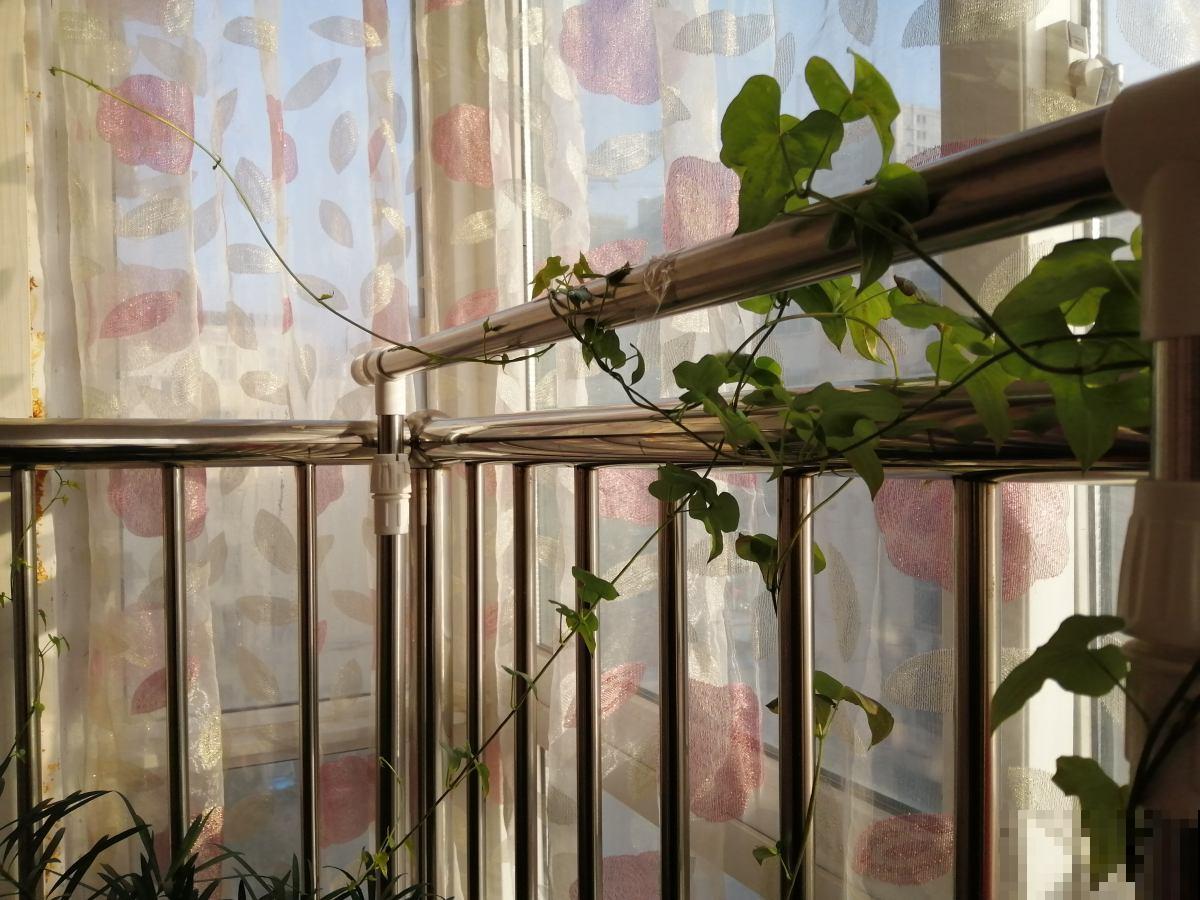 一节山药埋土里,长成嫩绿盆栽,还能顺杆爬满墙 一节山药埋土里,长成嫩绿盆栽,还能顺杆爬满墙