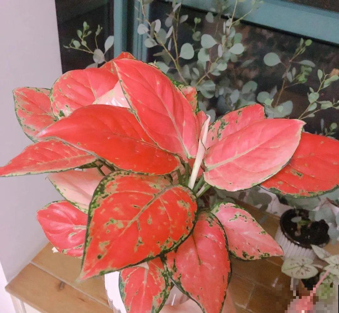 秋天养10种花，个个美得像油画，特别上档次！