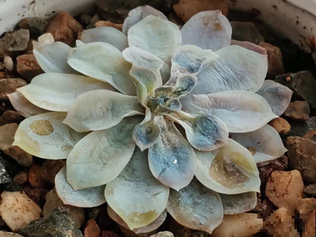 公认难养的花,养一盆死一盆,从来没有养活过! 公认难养的花,养一盆死一盆,从来没有养活过!