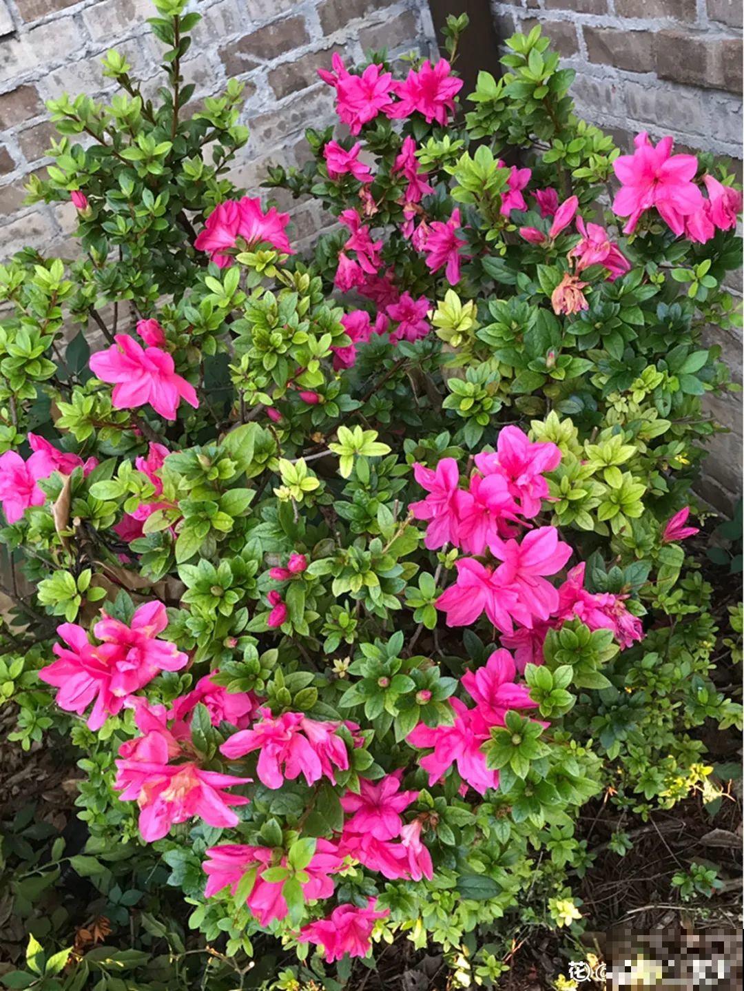 10种“好运花”，中国人最爱养，图个吉祥如意！