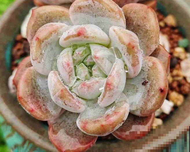 多肉养胖攻略,3步变成肉墩子,一个月就有效! 多肉养胖攻略,3步变成肉墩子,一个月就有效!