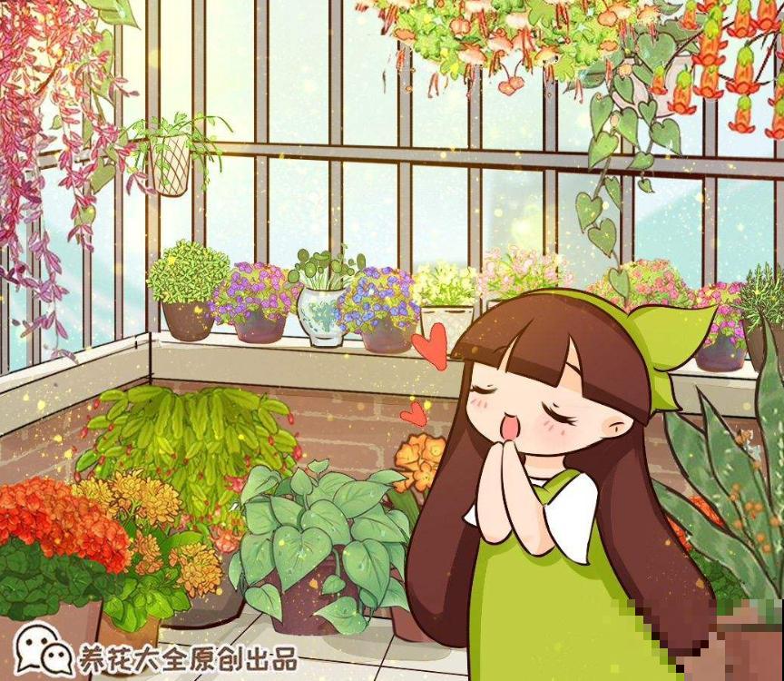 5种花不怕冷，现在种一盆，秋冬春三季有花看！